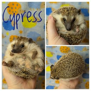 Cypress