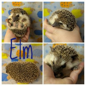 Elm