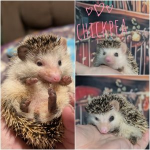 Chickpea