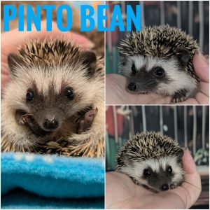 Pinto Bean