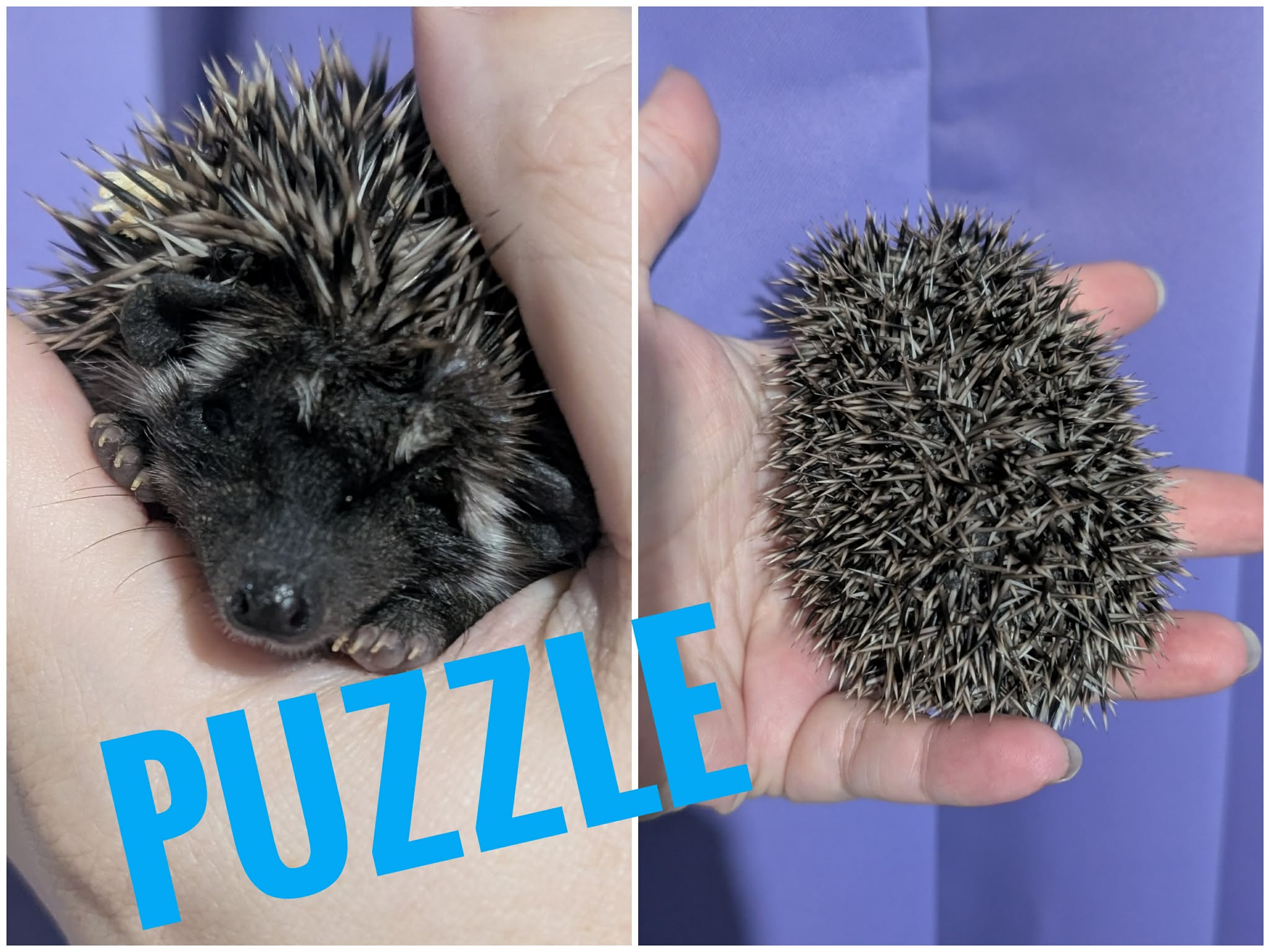 Puzzle - Image 2