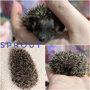 Sprout